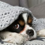 2. Mantas, mantas, y más mantas (Istock)