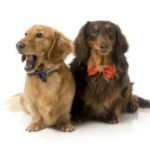 Pajaritas para perros de Regalosparamascotas