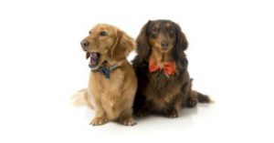 Pajaritas para perros de Regalosparamascotas