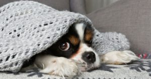 2. Mantas, mantas, y más mantas (Istock)