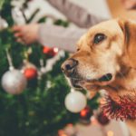 1. El árbol (Istock)