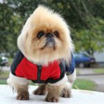 No te obedece y no quiere salir a la calle contigo (Istock)