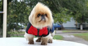 No te obedece y no quiere salir a la calle contigo (Istock)