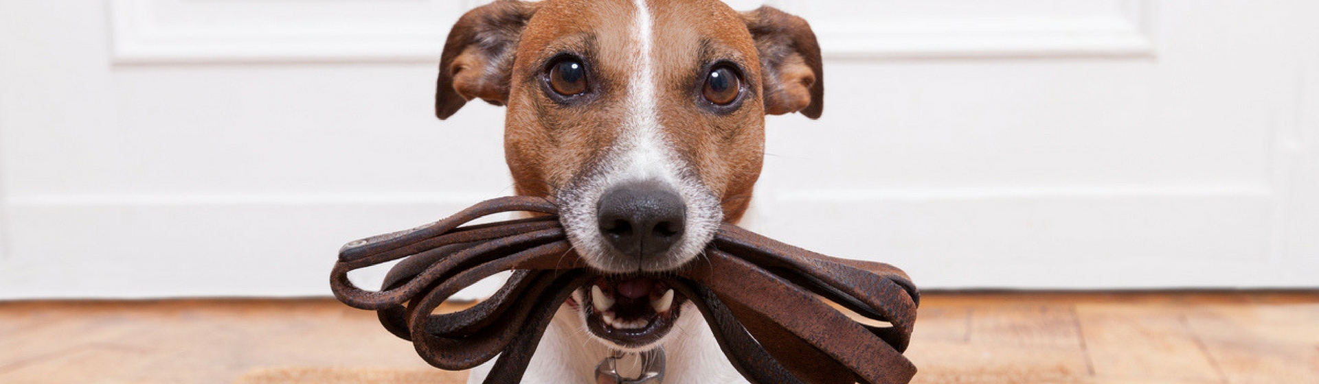 Qué correa usar según el perro que tengas (Istock)