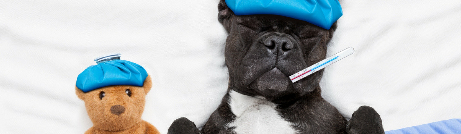 7 Remedios caseros para prevenir el resfriado de tu perro (Istock)