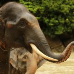 El elefante de Sumatra (Istock)