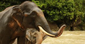 El elefante de Sumatra (Istock)