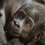 El gorila de montaña y el gorila occidental (Istock)