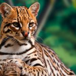 El ocelote (Istock)