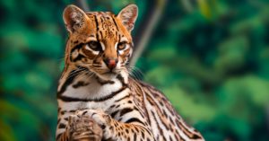 El ocelote (Istock)