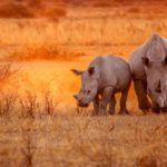 El rinoceronte negro (Istock)