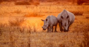 El rinoceronte negro (Istock)