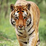El tigre de Bengala (Istock)