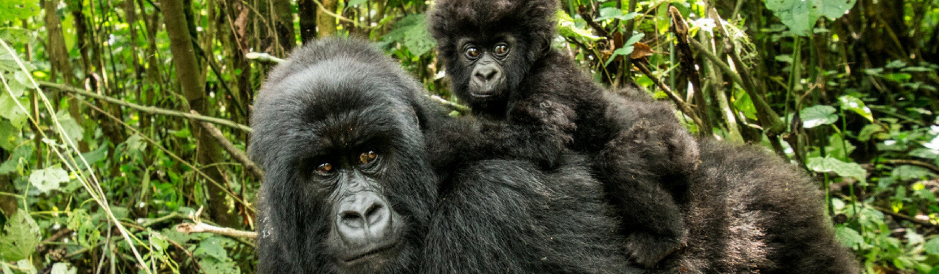 Estas son las epecies que están en peligro de extinción en 2018 (IStock)