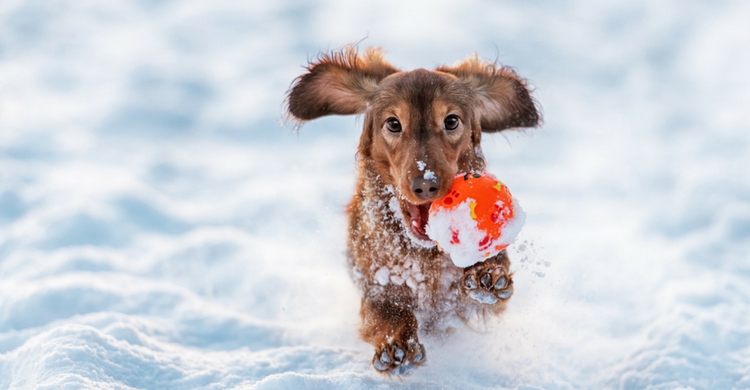 Este teckel se lo pasa en grande jugando a la pelota, la nieve no es ningún impedimento para que corra como un rayo (Istock)