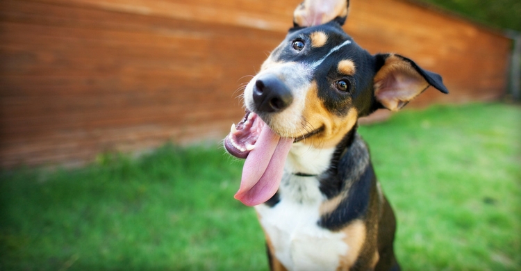 Los perros son como un libro abierto (Istock)