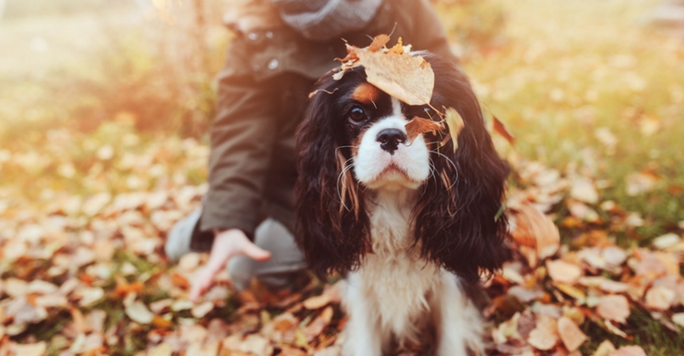 No permitas que tu mascota coja esos vicio (Istock)