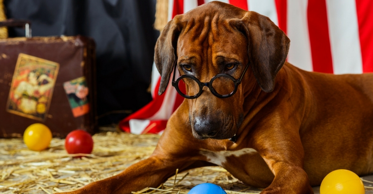 Ganar dinero gracias a tu mascota es más fácil de lo que parece (Istock)
