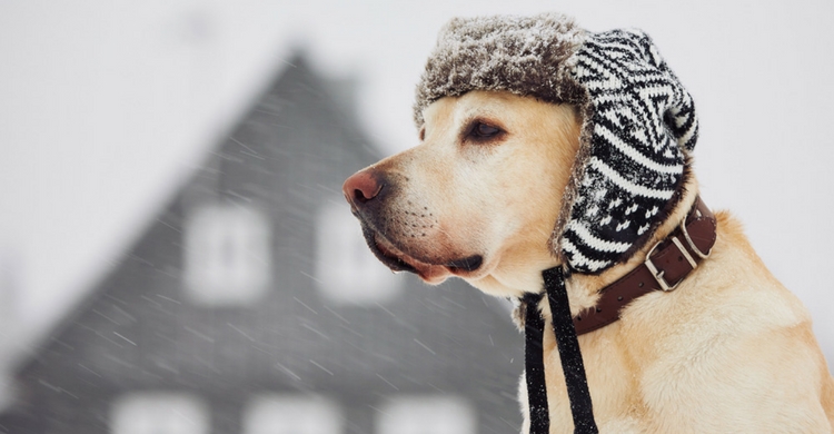 ¡Pura ternura! ¿No os parece? El gorro con las orejeras le queda estupendo (Istock)
