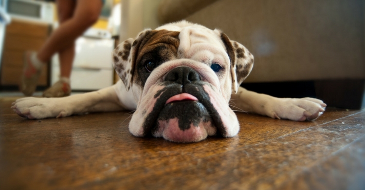 En muy poco tiempo entenderás sus gestos (Istock)