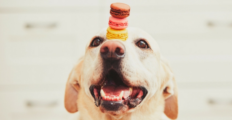 En un centro de adiestramiento todo es más fácil (Istock)