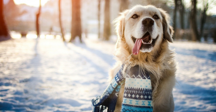 ¿O prefieres a este grandullón con su bufanda? ¡Precioso! (Istock)