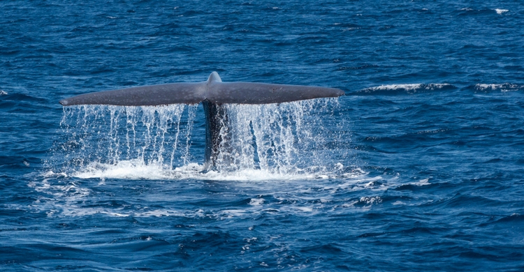 Las ballenas son los únicos animales en los que se diferencia el hecho de ser zurdos o diestros (Istock)