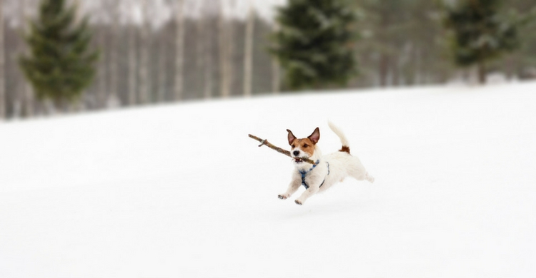 Correr y jugar con todo lo que encuentran se convierte en todo un desafío con la nieve. (Istock)
