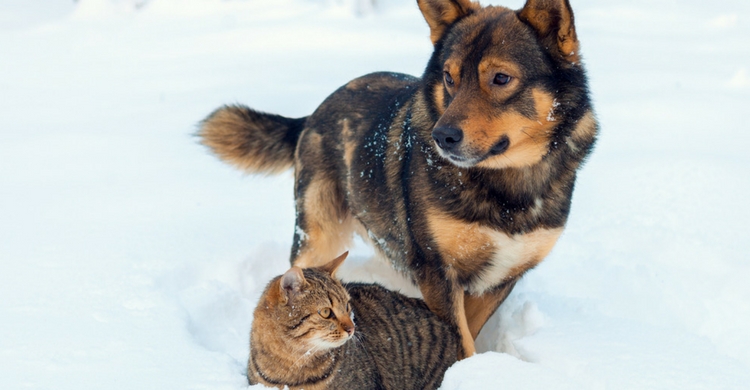 Esta es una de nuestras imágenes favoritas, el perro y el gato juntos disfrutando de la nieve. (Istock)
