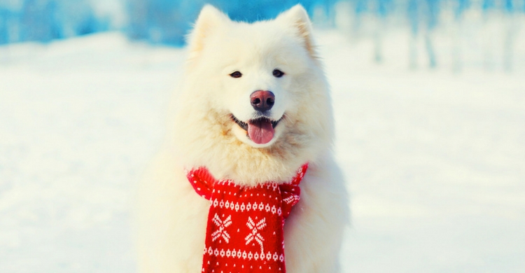 ¿O mejor esta imagen? Este peludito se mimetiza completamente. ¿A que sí? (Istock)