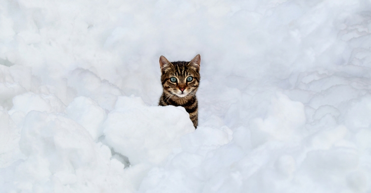 ¿Y qué nos decís de este gatito? (Istock)