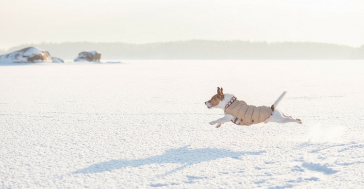 No te olvides de abrigar a tu mascota, así podréis disfrutar el máximo posible (Istock)