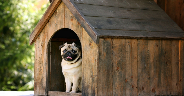 La planificación es fundamental cuando construyes la casa de tu perro (Istock)