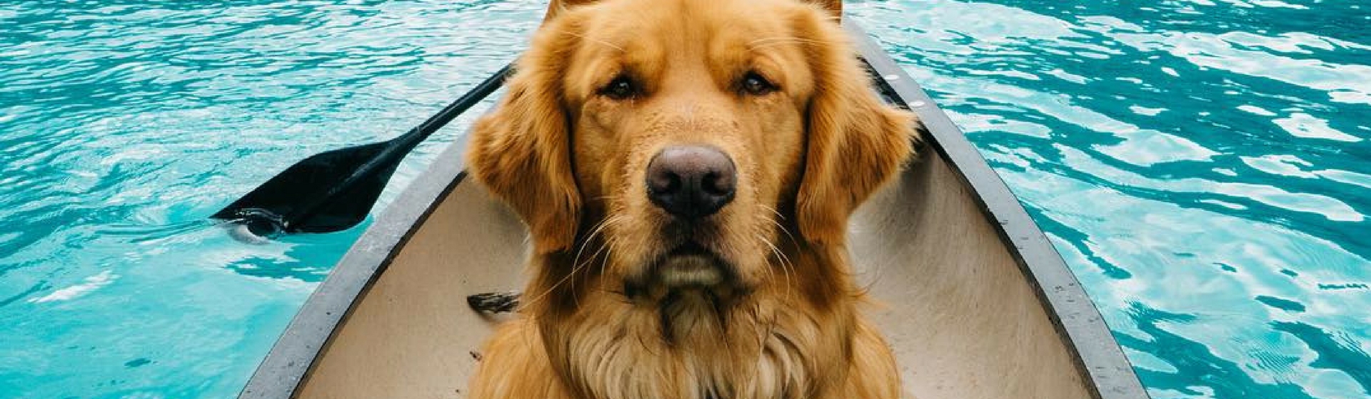 Conoce al perro viajero que está causando furor en Instagram (Instagram)