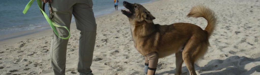 Descubre la historia de Cola, el perro que utiliza prótesis