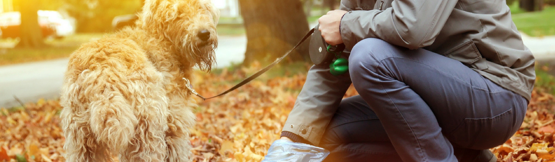 Descubre Pooper: la app que te ayudara con la caca de tu mascota (Istock)