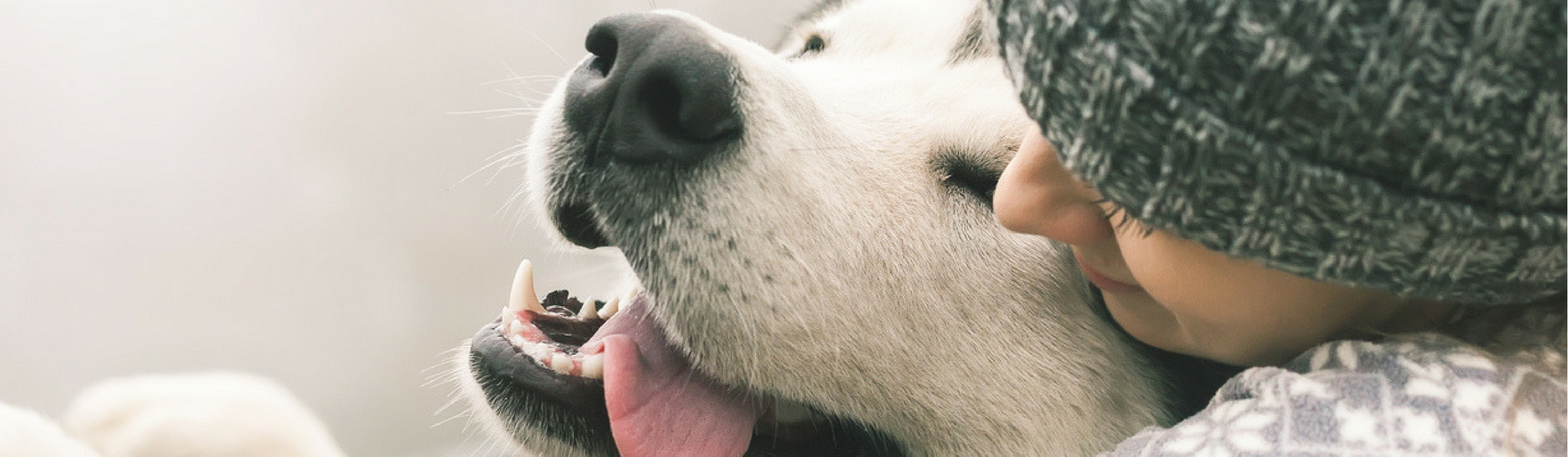 10 claves del lenguaje corporal de tu perro (Istock)