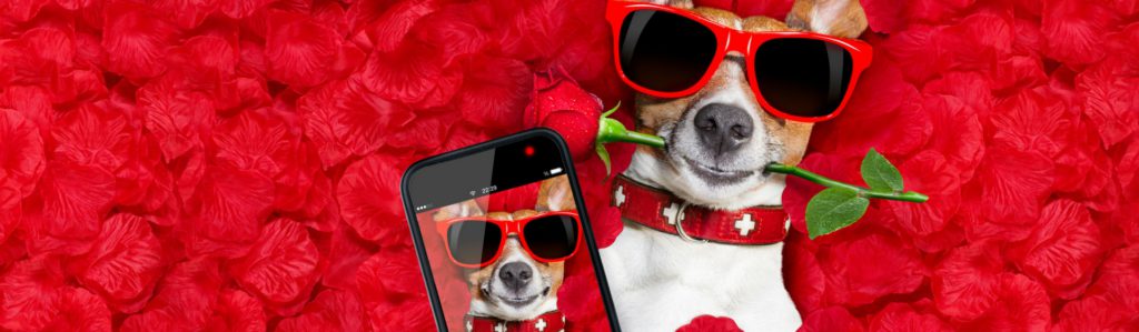 Twindog, la app para que tu mascota encuentre la pareja ideal (Istock)