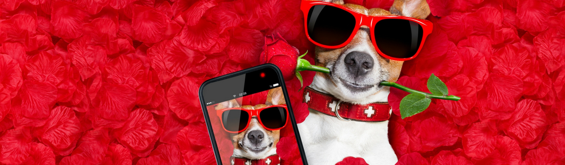 Twindog, la app para que tu mascota encuentre la pareja ideal (Istock)