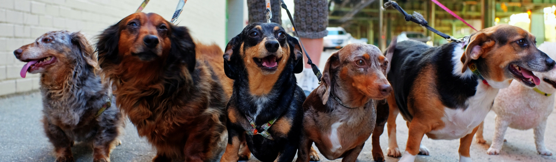 8 errores que cometes cuando paseas a tu perro (Istock)