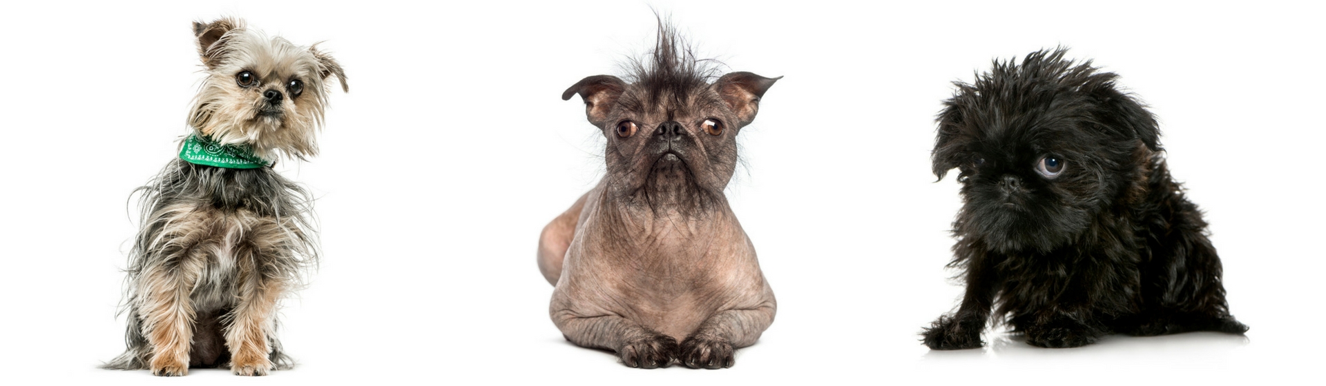 Los 6 concursos más raros que se hacen con mascotas (Istock)