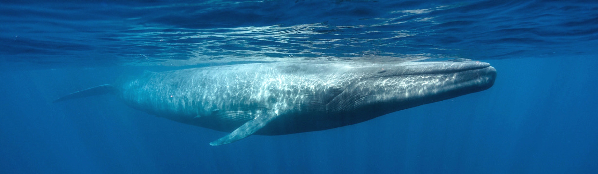 ¿Por qué las ballenas se están volviendo zurdas? (Istock)