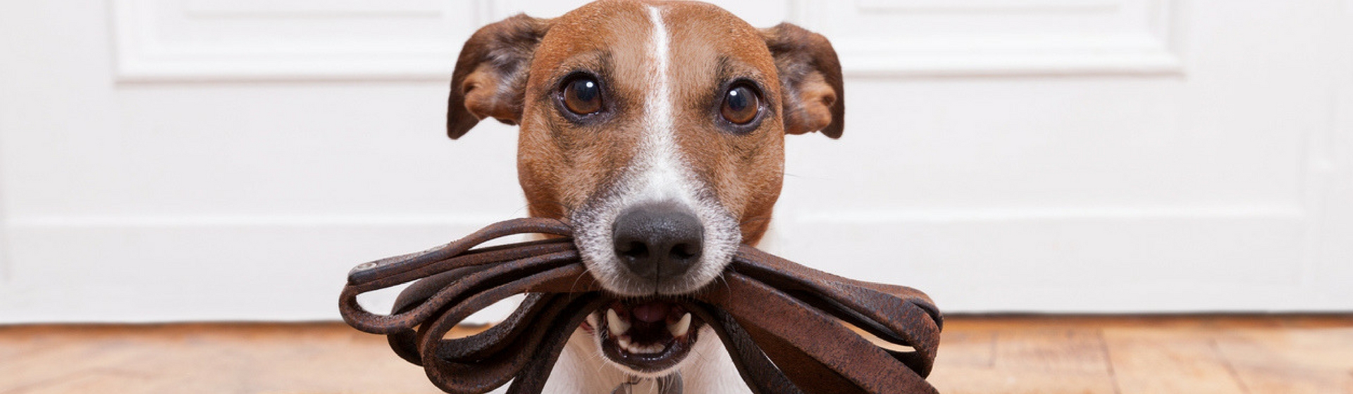 6 talleres en Madrid dónde podrás adiestrar a tu perro (Istock)