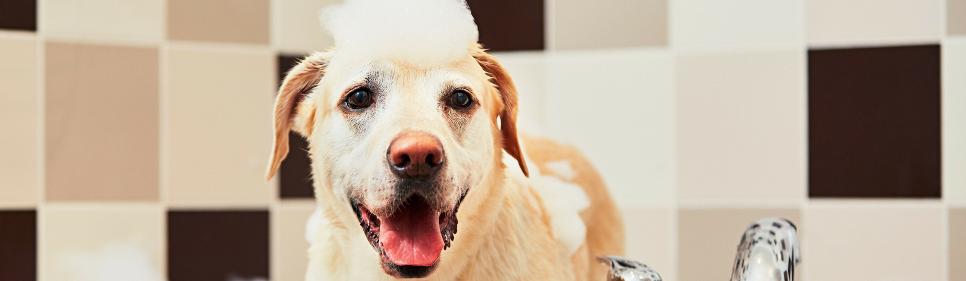 Los mejores champús para el pelo de tu perro (iStock)