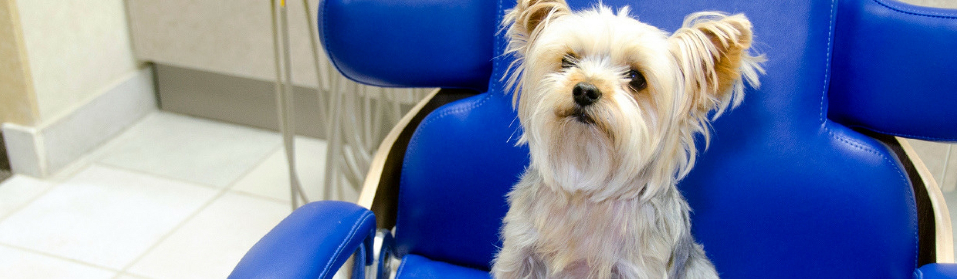 Dónde encontrar un buen dentista para mi mascota (Istock)