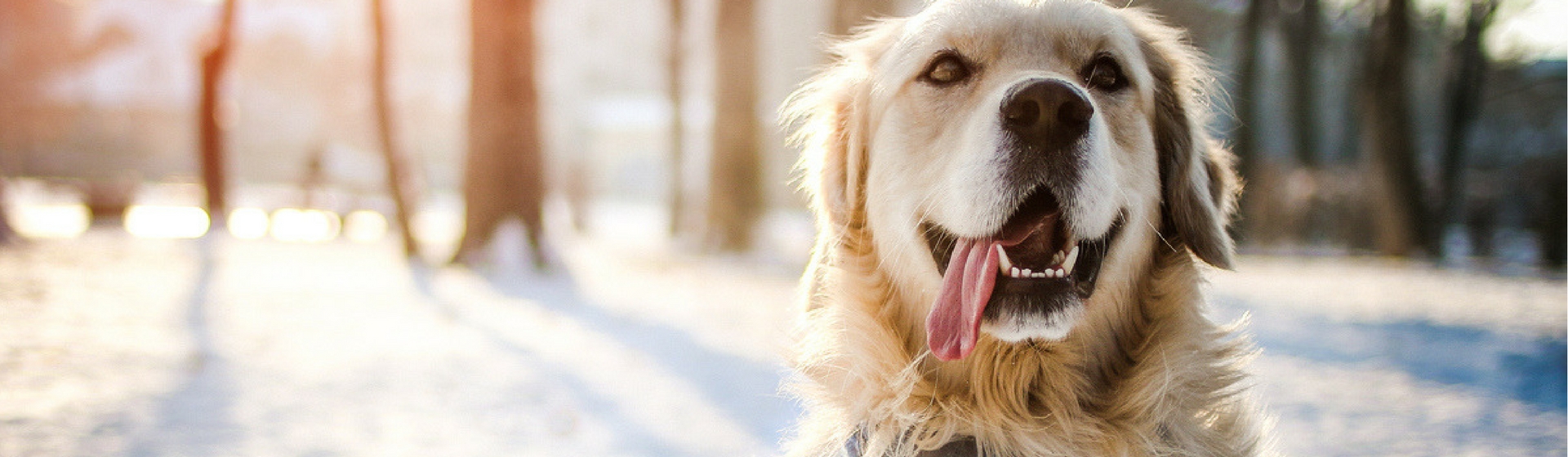 Las mejores fotos de mascotas en la nieve (Istock)
