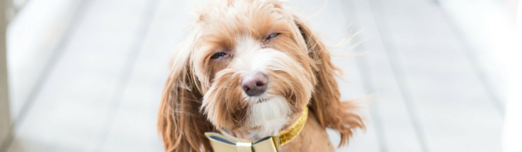 Los nombres más adorables para tu perro (Istock)