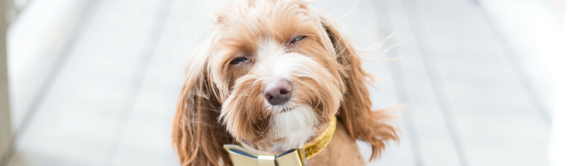 Los nombres más adorables para tu perro (Istock)