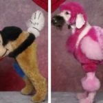 Creative grooming competition (Grooming competition)