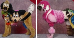 Creative grooming competition (Grooming competition)